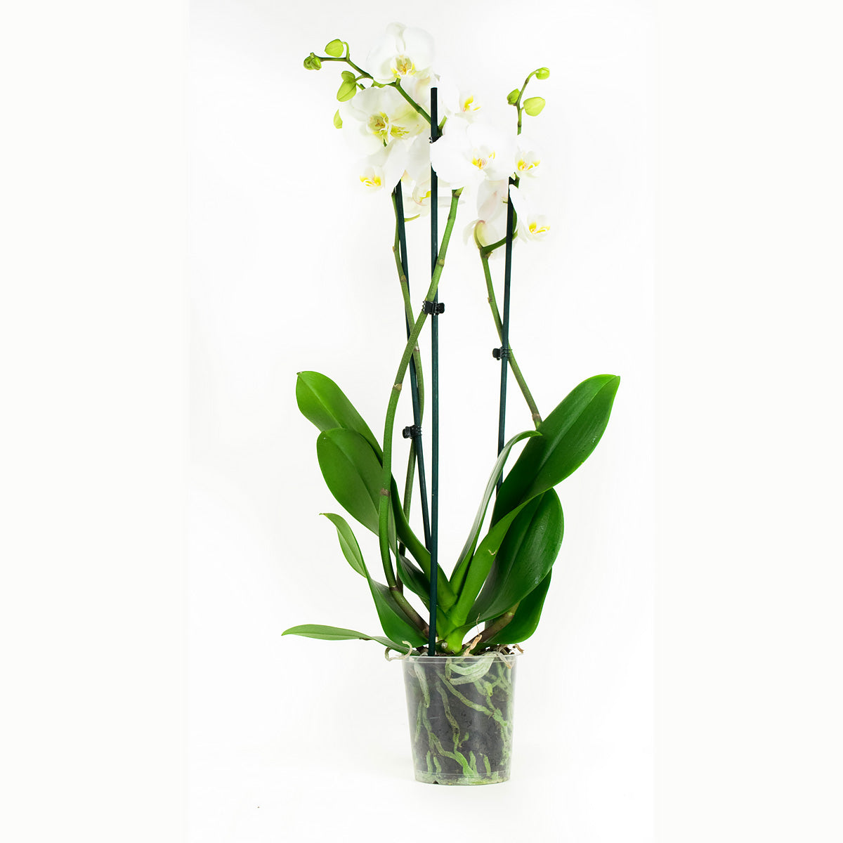 Phalaenopsis Wit