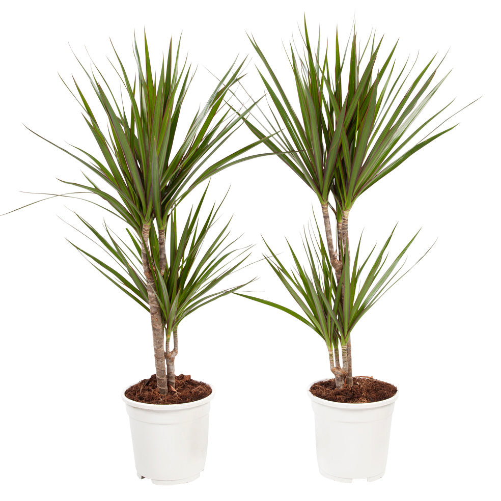 Dracaena Marginata