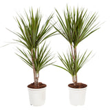 Dracaena Marginata