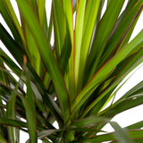 Dracaena Marginata