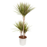 Dracaena 'Bicolour'
