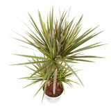 Dracaena 'Bicolour'
