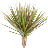 Dracaena 'Bicolour'