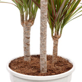 Dracaena 'Bicolour'