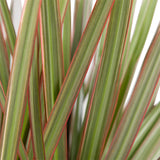 Dracaena 'Bicolour'