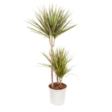 Dracaena 'Bicolour'
