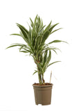 Dracaena White Stripe