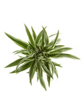 Dracaena White Stripe