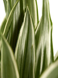 Dracaena White Stripe