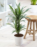 Dracaena White Stripe