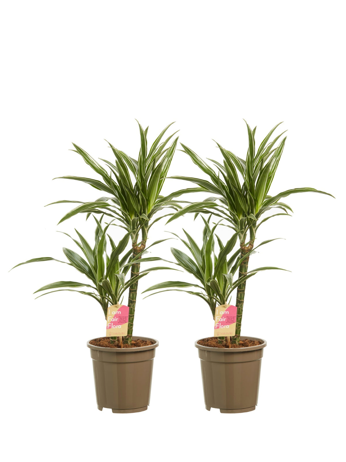 Dracaena Warneckei