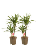 Dracaena Warneckei