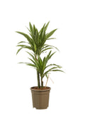 Dracaena Warneckei