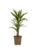 Dracaena Warneckei