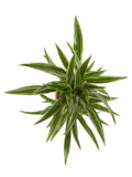 Dracaena Warneckei