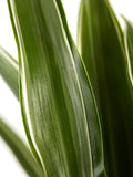 Dracaena Warneckei