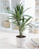 Dracaena Warneckei