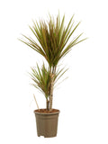 Dracaena Bicolour