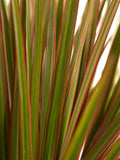 Dracaena Bicolour