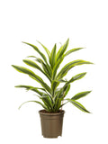 Dracaena Lemon Lime, Kopstek