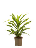 Dracaena Lemon Lime, Kopstek