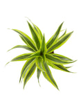 Dracaena Lemon Lime, Kopstek