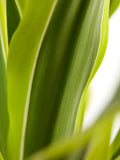 Dracaena Lemon Lime, Kopstek