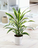 Dracaena Lemon Lime, Kopstek