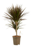 Dracaena Margenta
