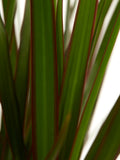 Dracaena Margenta