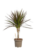Dracaena Margenta