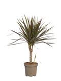 Dracaena Margenta