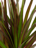 Dracaena Margenta