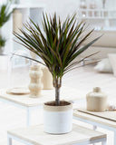 Dracaena Margenta