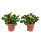 Peperomia Obtusifolia