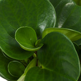 Peperomia Obtusifolia