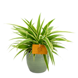 Plantenpakket Trio Chlorophytum ocean, Delosperma echinatum en Peperomia Argyreia