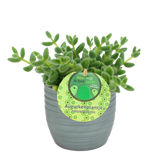 Plantenpakket Trio Chlorophytum ocean, Delosperma echinatum en Peperomia Argyreia