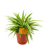Plantenpakket Trio Chlorophytum ocean, Delosperma echinatum en Peperomia Argyreia