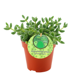 Plantenpakket Trio Chlorophytum ocean, Delosperma echinatum en Peperomia Argyreia