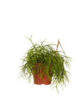 Rhipsalis Cashero