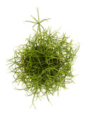 Rhipsalis Cashero