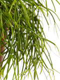 Rhipsalis Cashero
