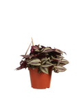 Tradescantia Zebrina
