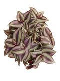 Tradescantia Zebrina