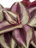 Tradescantia Zebrina