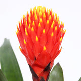Bromelia Guzmania Tala Double