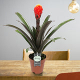 Bromelia Guzmania Tala Double