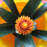 Bromelia Guzmania Tala Double