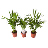 Goudpalm (Areca / Dypsis Palm)